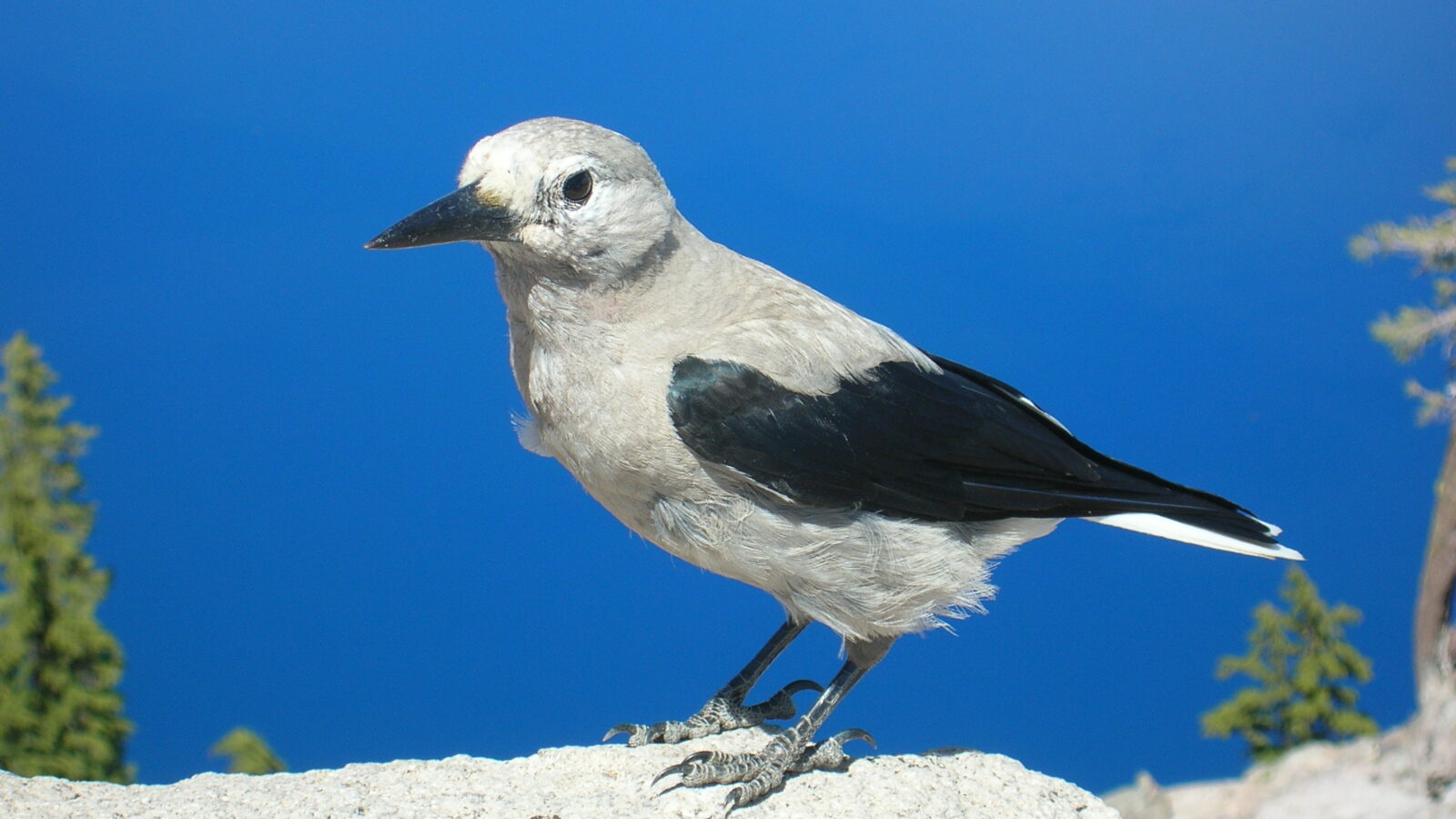 Clark’s Nutcracker