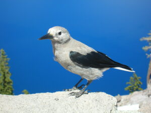 Clark’s Nutcracker