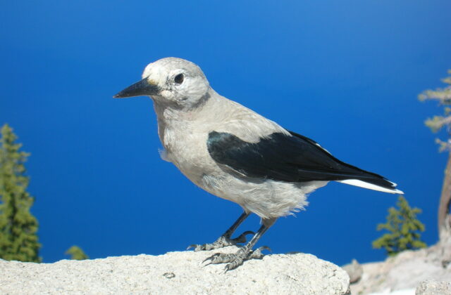 Clark’s Nutcracker