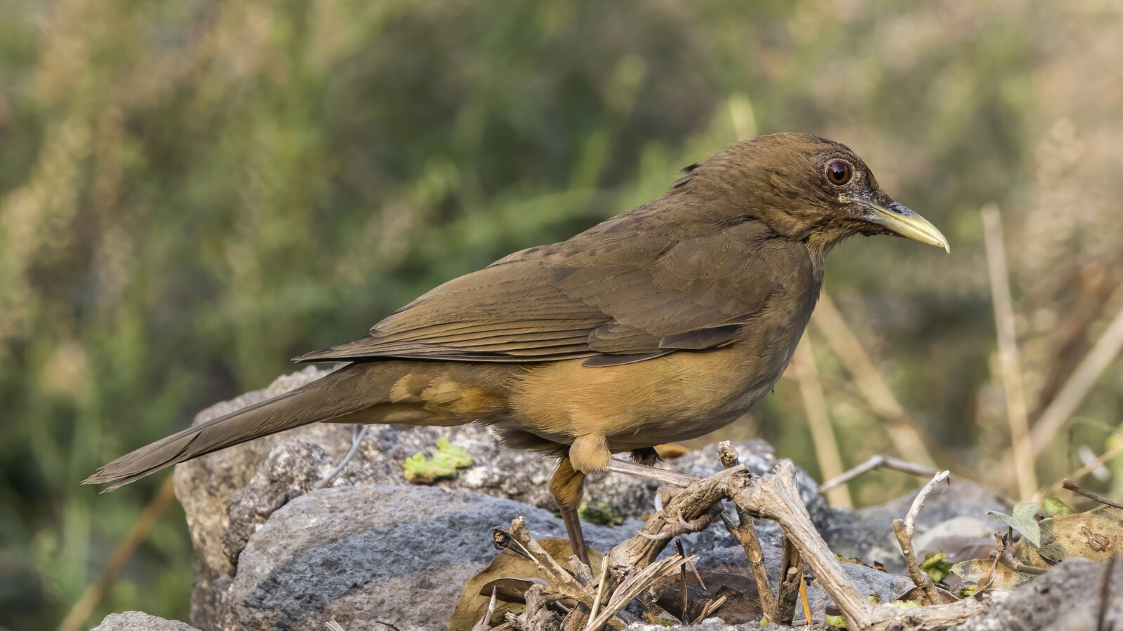 Clay-colored Thrush