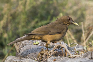 Clay-colored Thrush