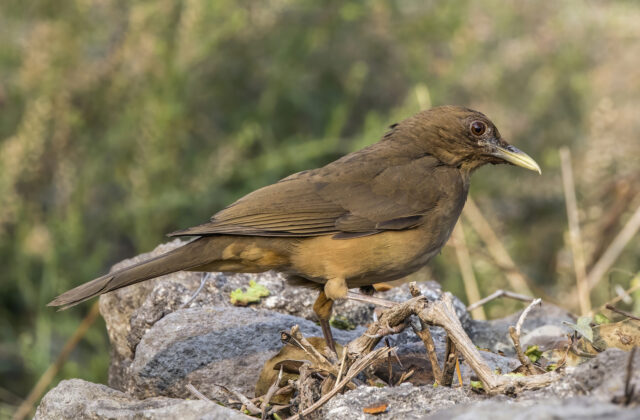 Clay-colored Thrush