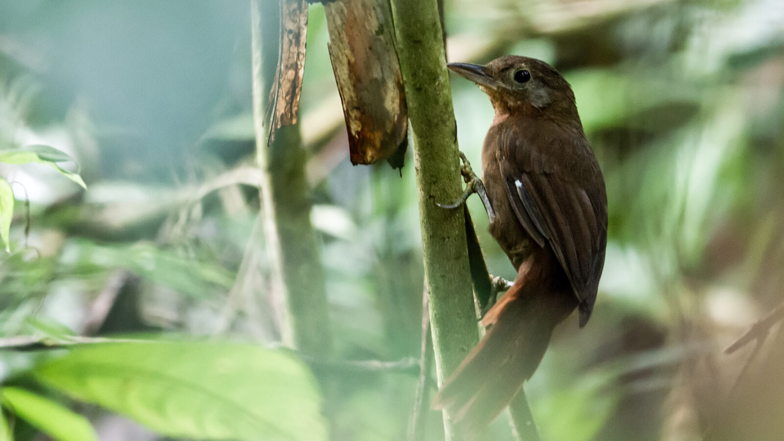 Ruddy Foliage-gleaner