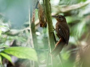 Ruddy Foliage-gleaner