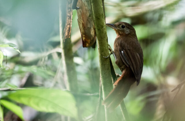Ruddy Foliage-gleaner