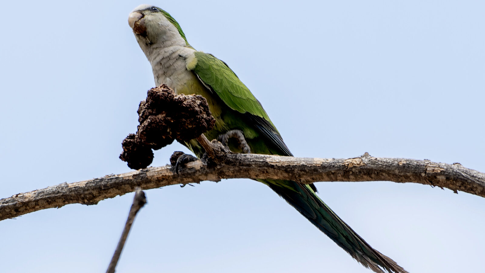Cliff Parakeet