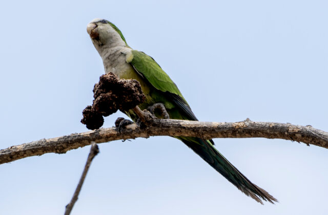 Cliff Parakeet