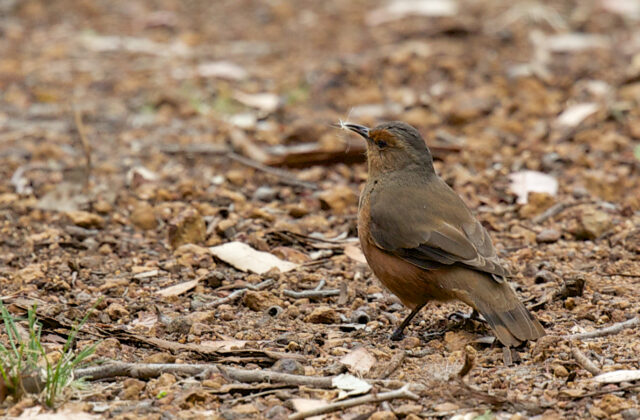 Rufous Treecreeper