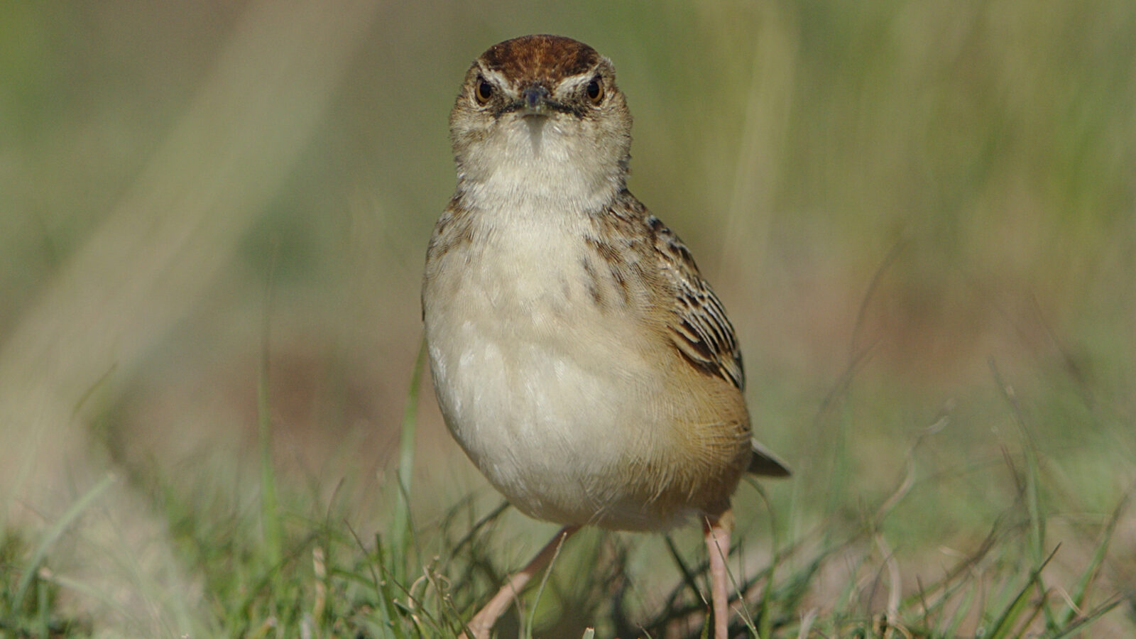 Cloud Cisticola