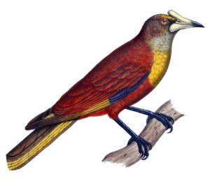 Casqued Cacique