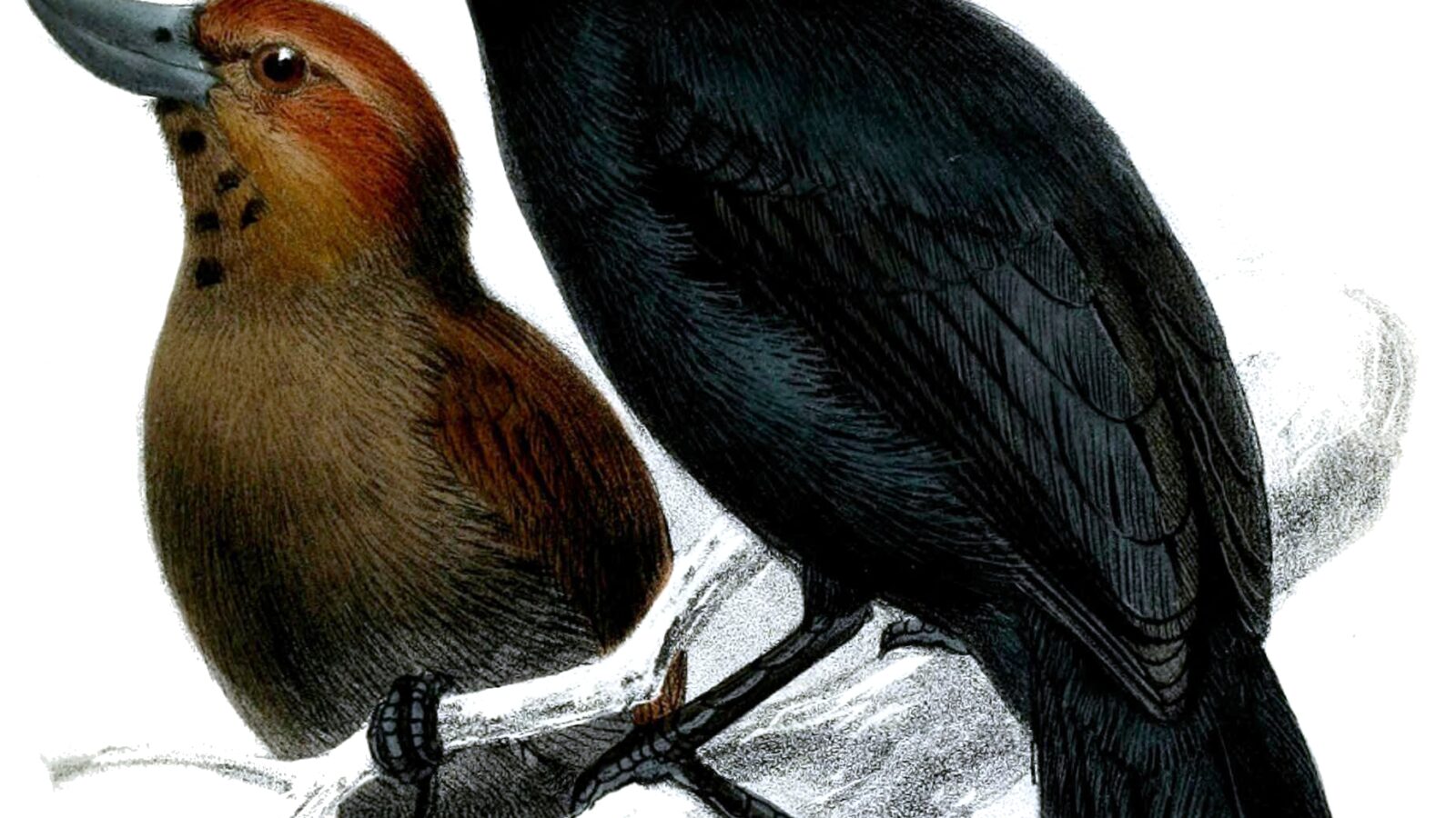 Recurve-billed Bushbird