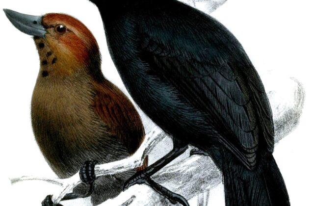 Recurve-billed Bushbird