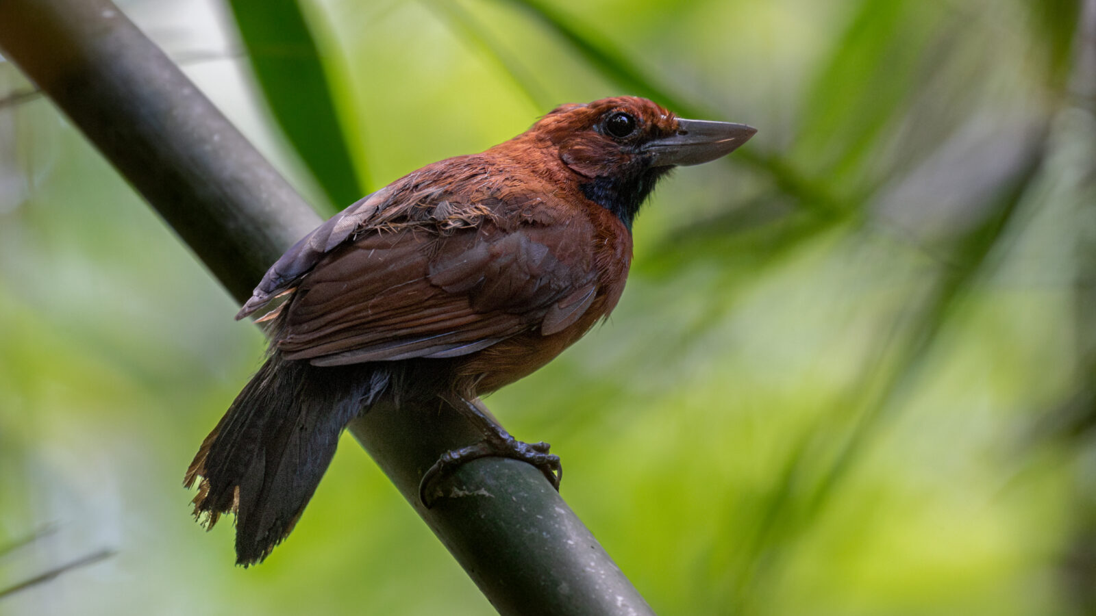 Rondonia Bushbird