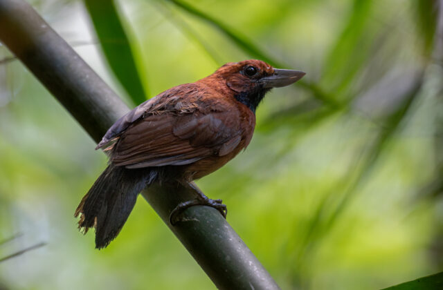 Rondonia Bushbird