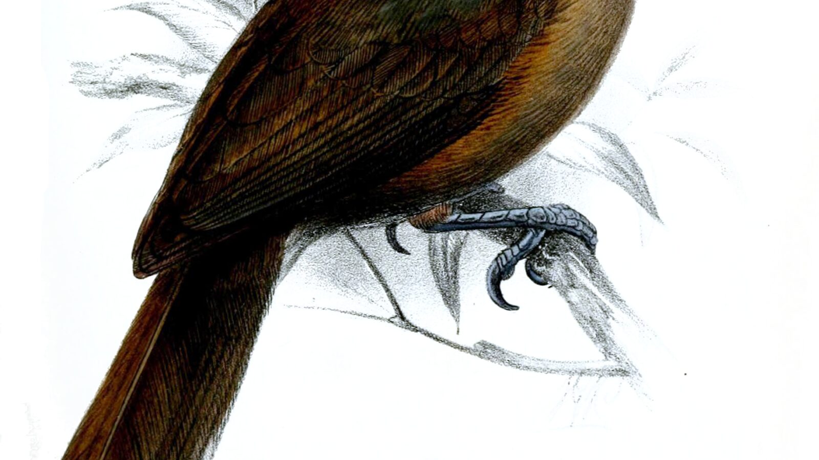 Southern Shrikebill