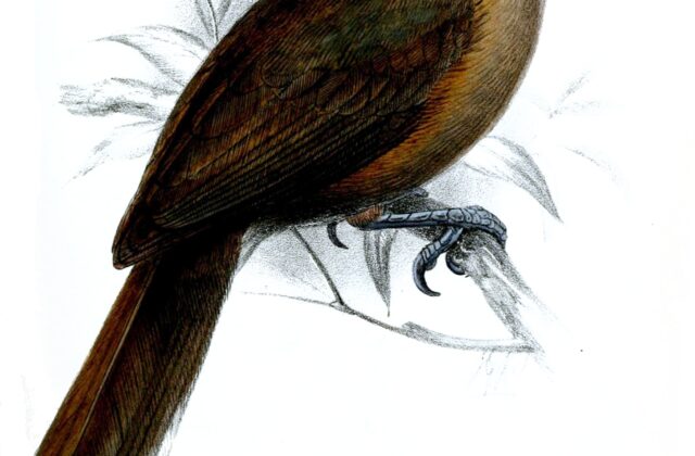 Southern Shrikebill