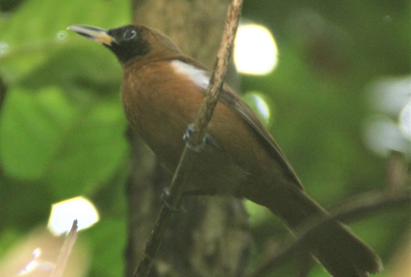 Rennell Shrikebill