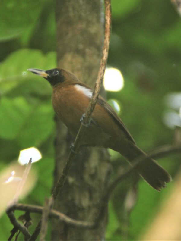 Rennell Shrikebill
