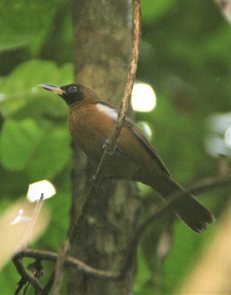 Rennell Shrikebill