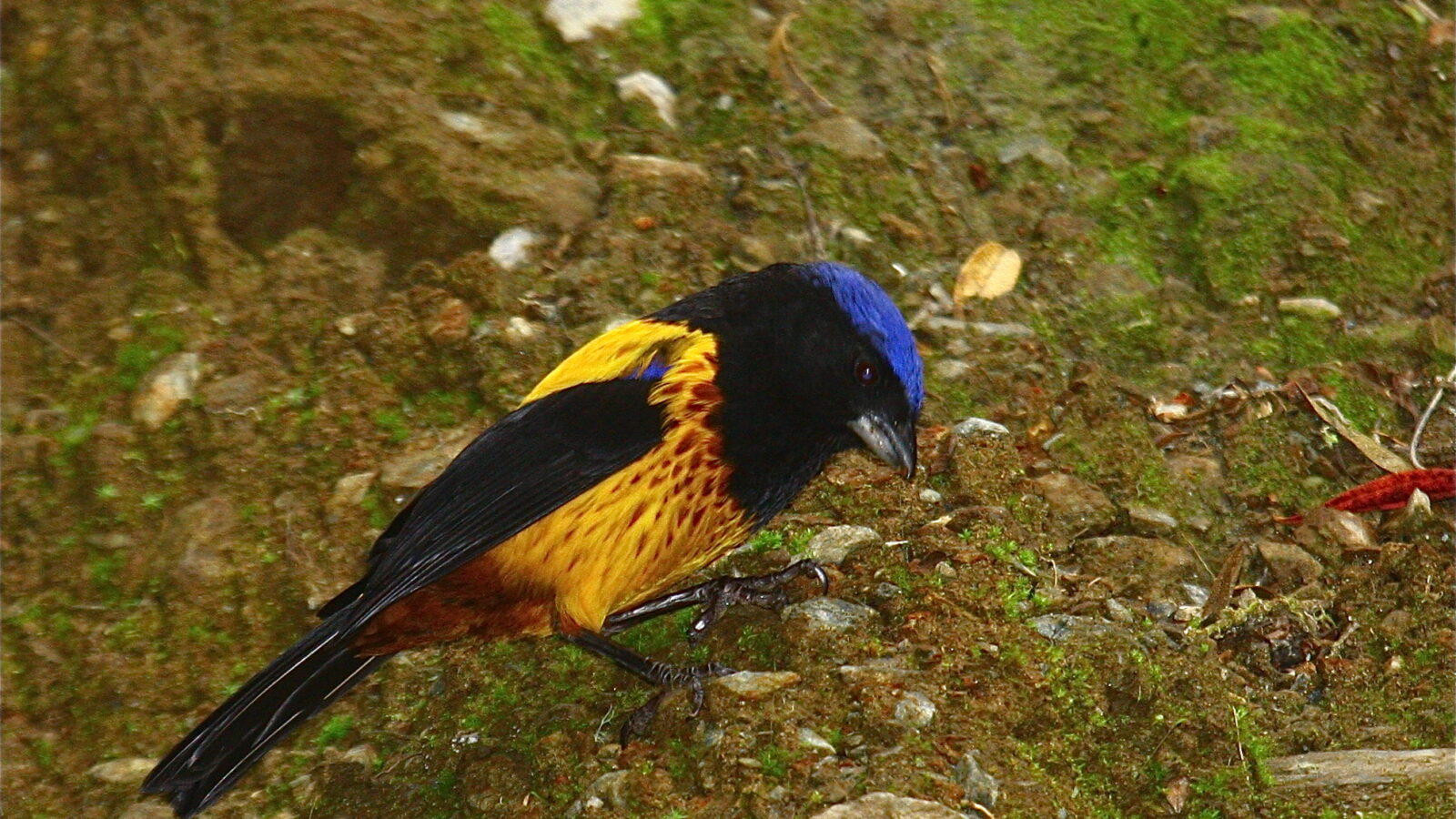 Golden-backed Mountain Tanager