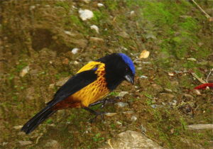 Golden-backed Mountain Tanager