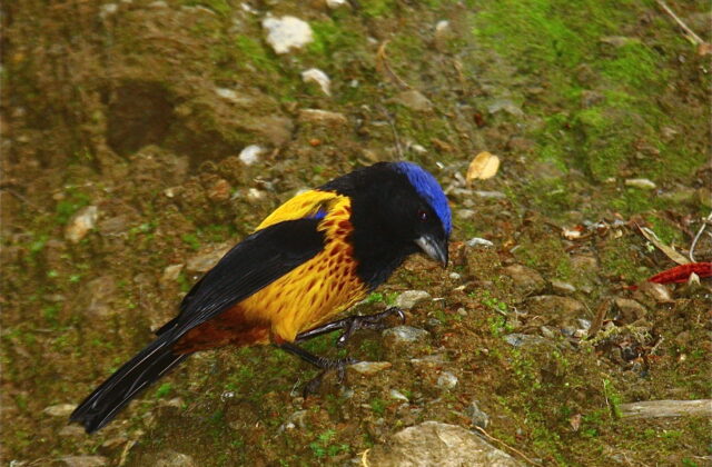 Golden-backed Mountain Tanager
