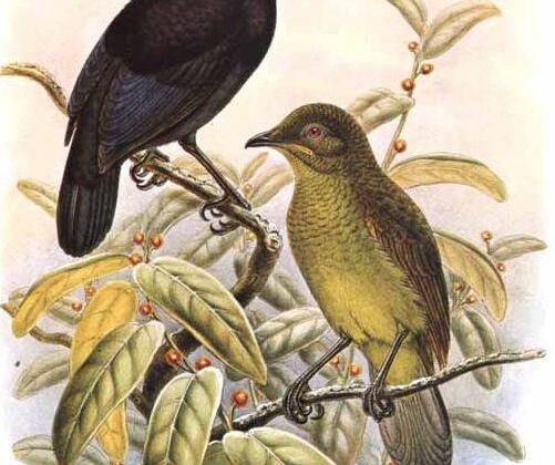 Loria’s Satinbird