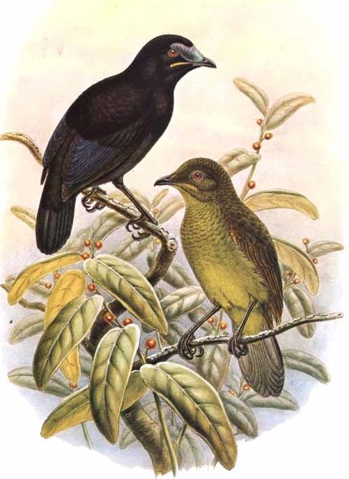 Loria’s Satinbird