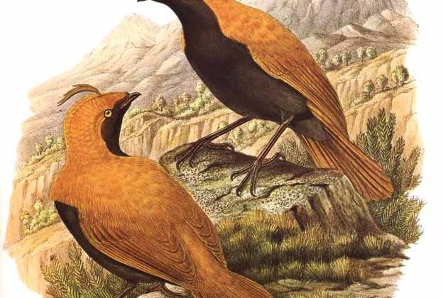 Crested Satinbird