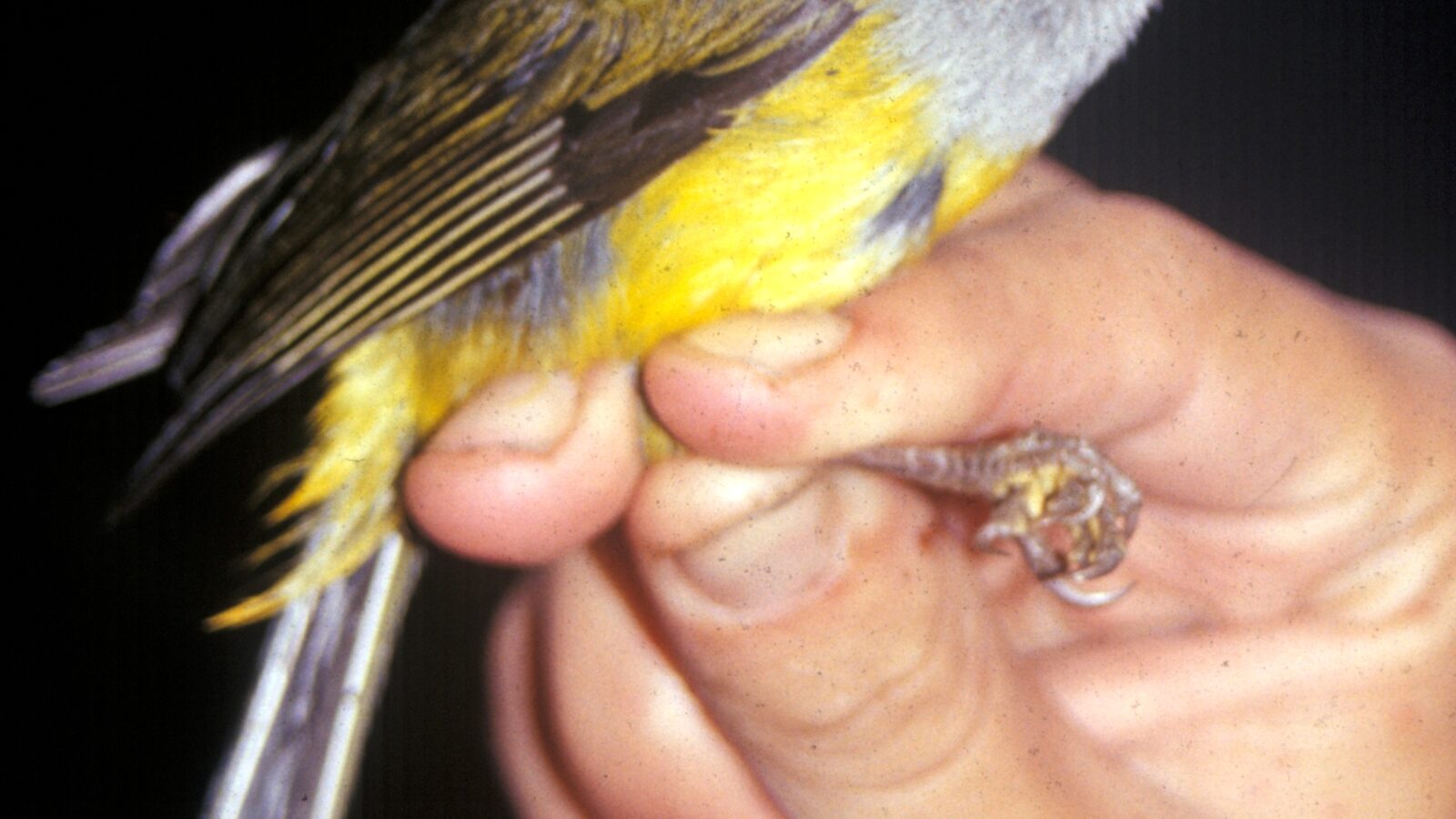 Pink-billed Cnemoscopus