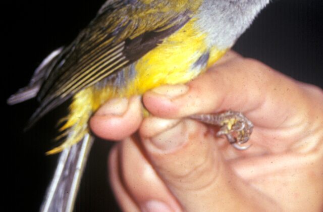 Pink-billed Cnemoscopus