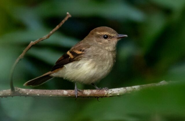 Fuscous Flycatcher