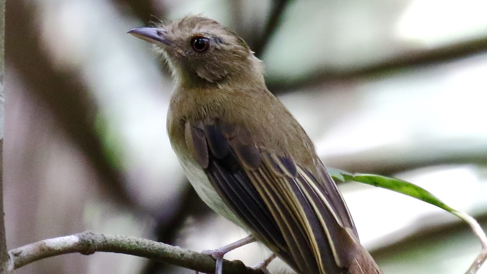 Brownish Twistwing