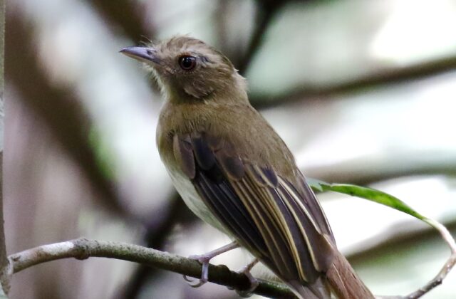 Brownish Twistwing