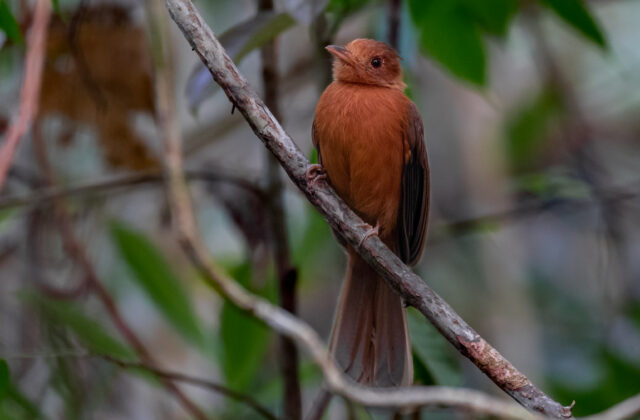 Rufous Twistwing