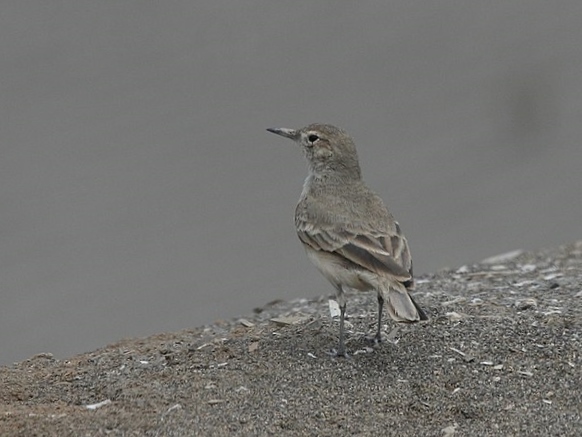 Coastal Miner