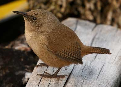 Cobb’s Wren
