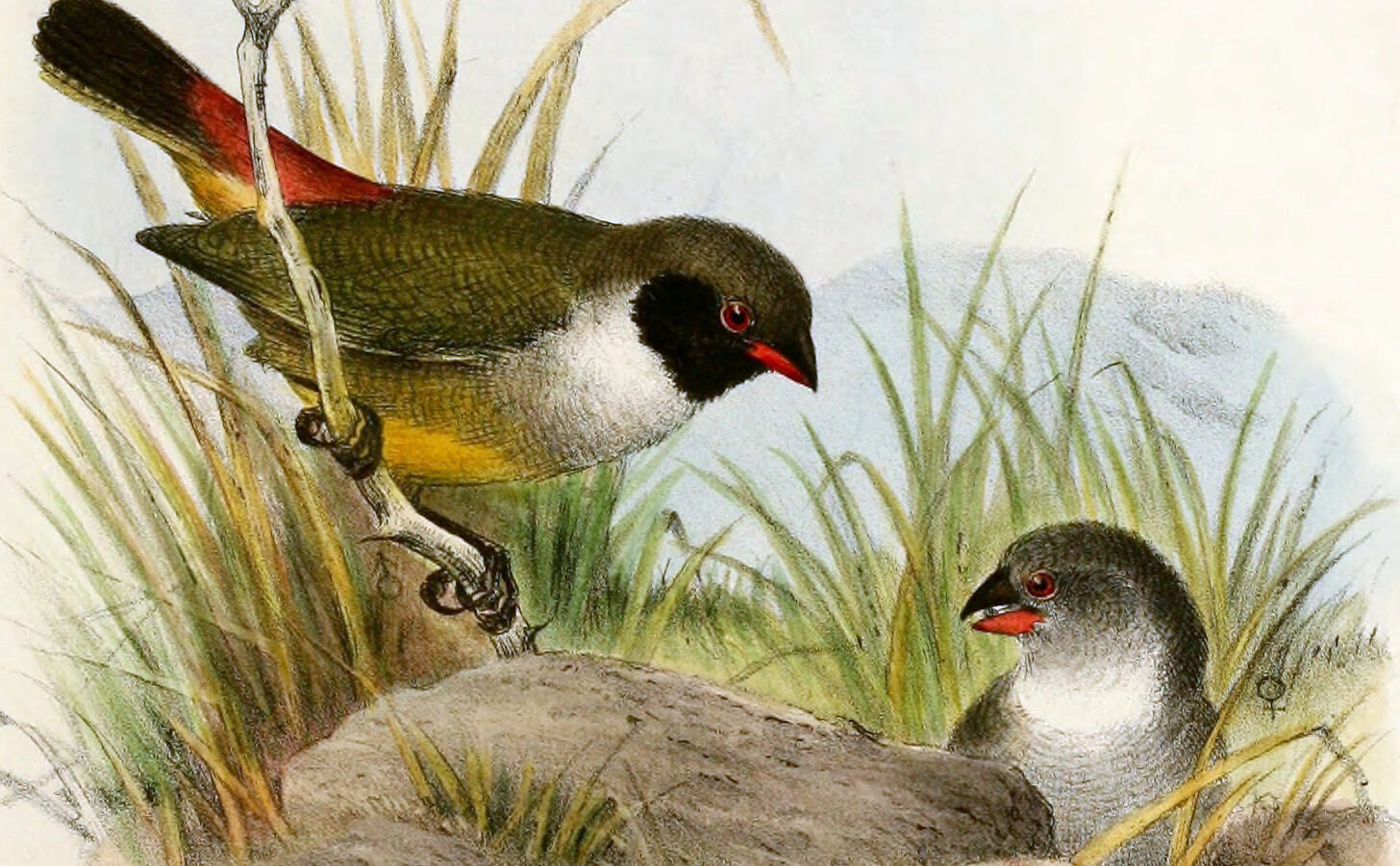 Angola Waxbill