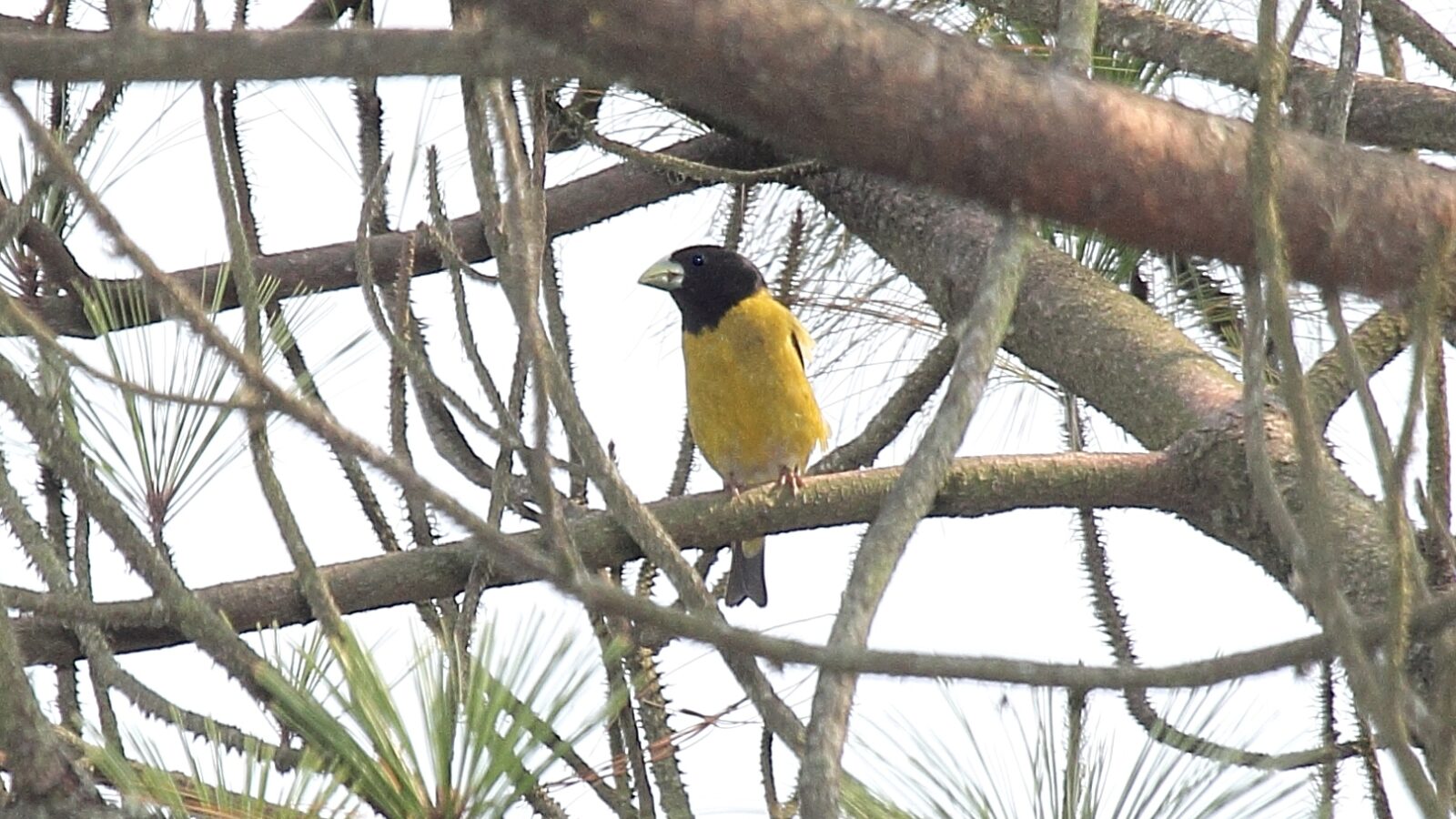 Hooded Grosbeak