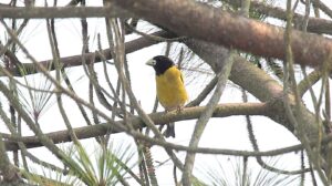 Hooded Grosbeak