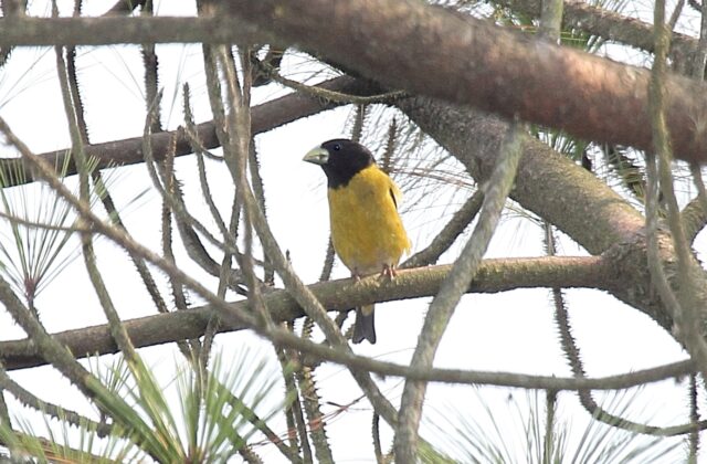 Hooded Grosbeak