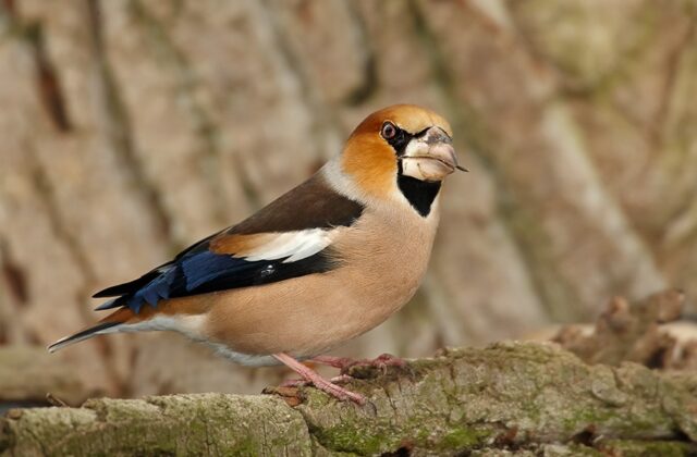 Hawfinch