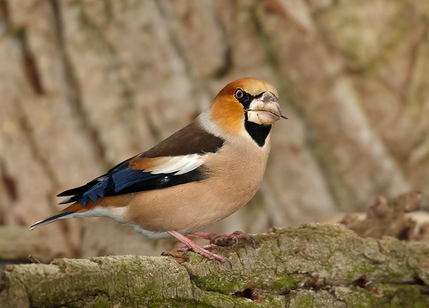 Hawfinch