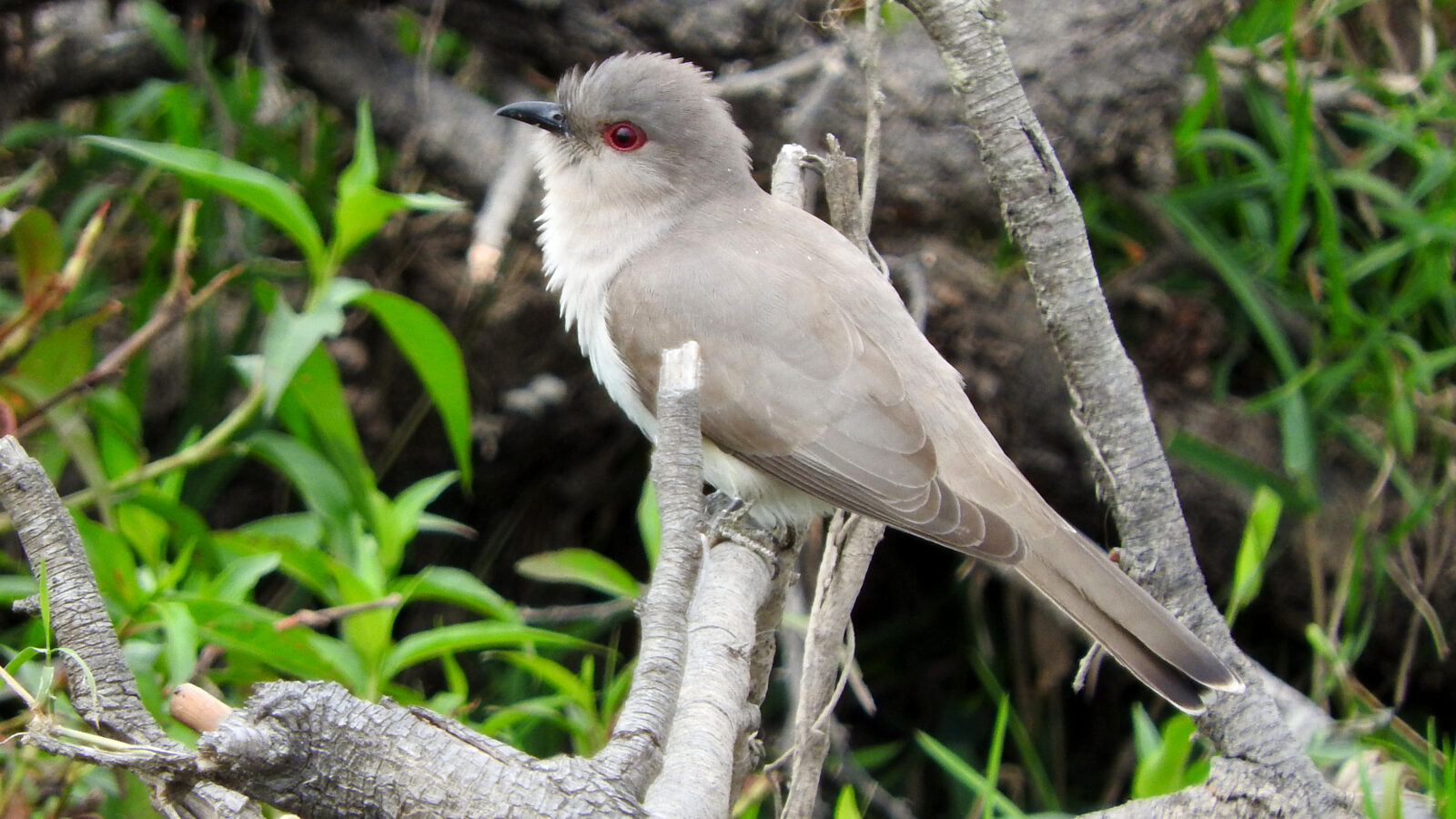 Ash-colored Cuckoo