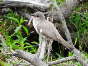 Ash-colored Cuckoo