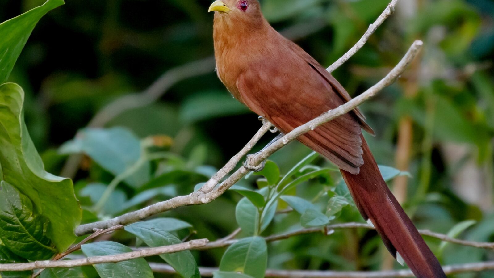 Little Cuckoo