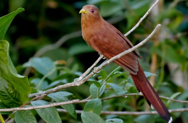 Little Cuckoo