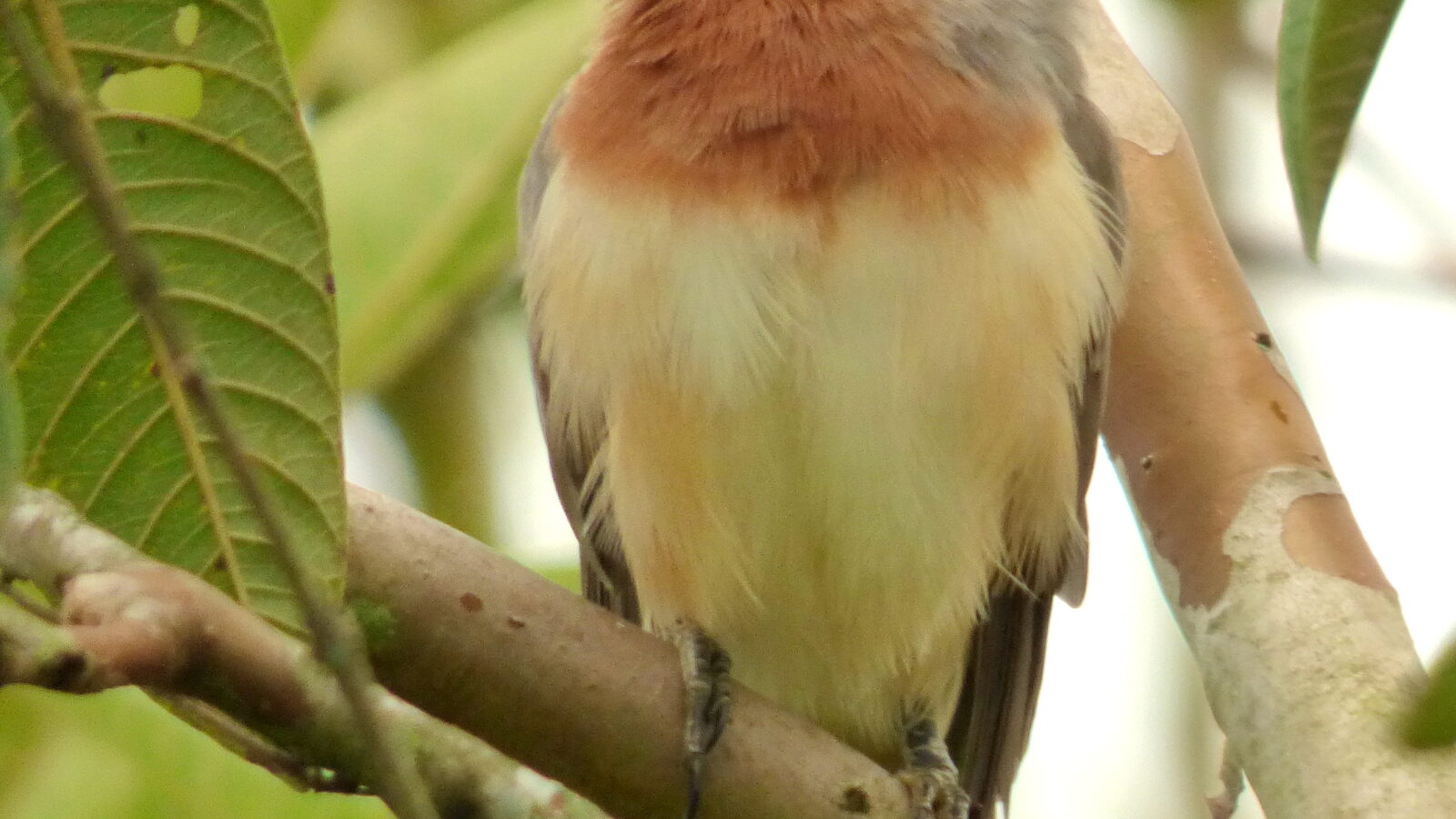 Dwarf Cuckoo