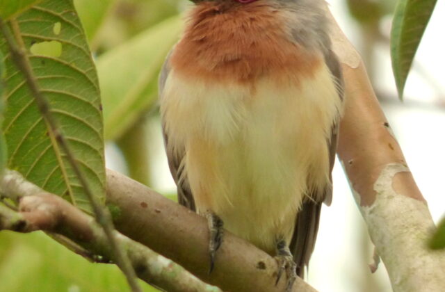 Dwarf Cuckoo