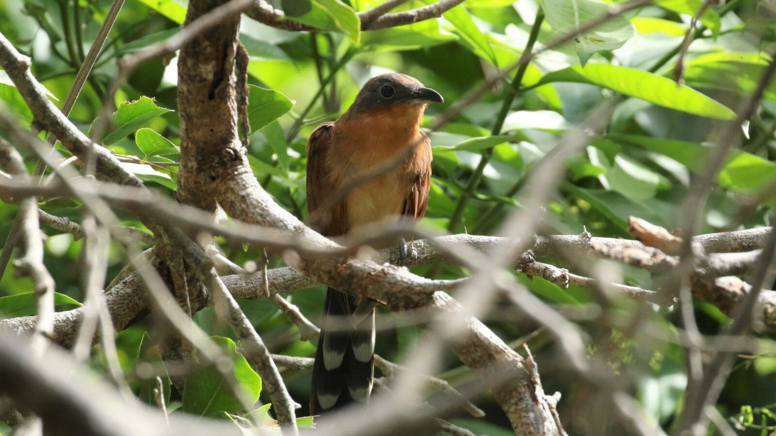Grey-capped Cuckoo